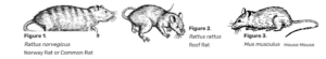 Diagrams of rodents